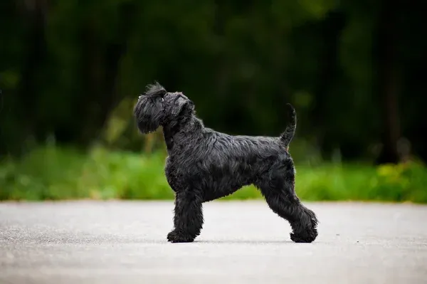 Fluffy black Miniature Schnauzer with gray muzzle standing on wood chips
