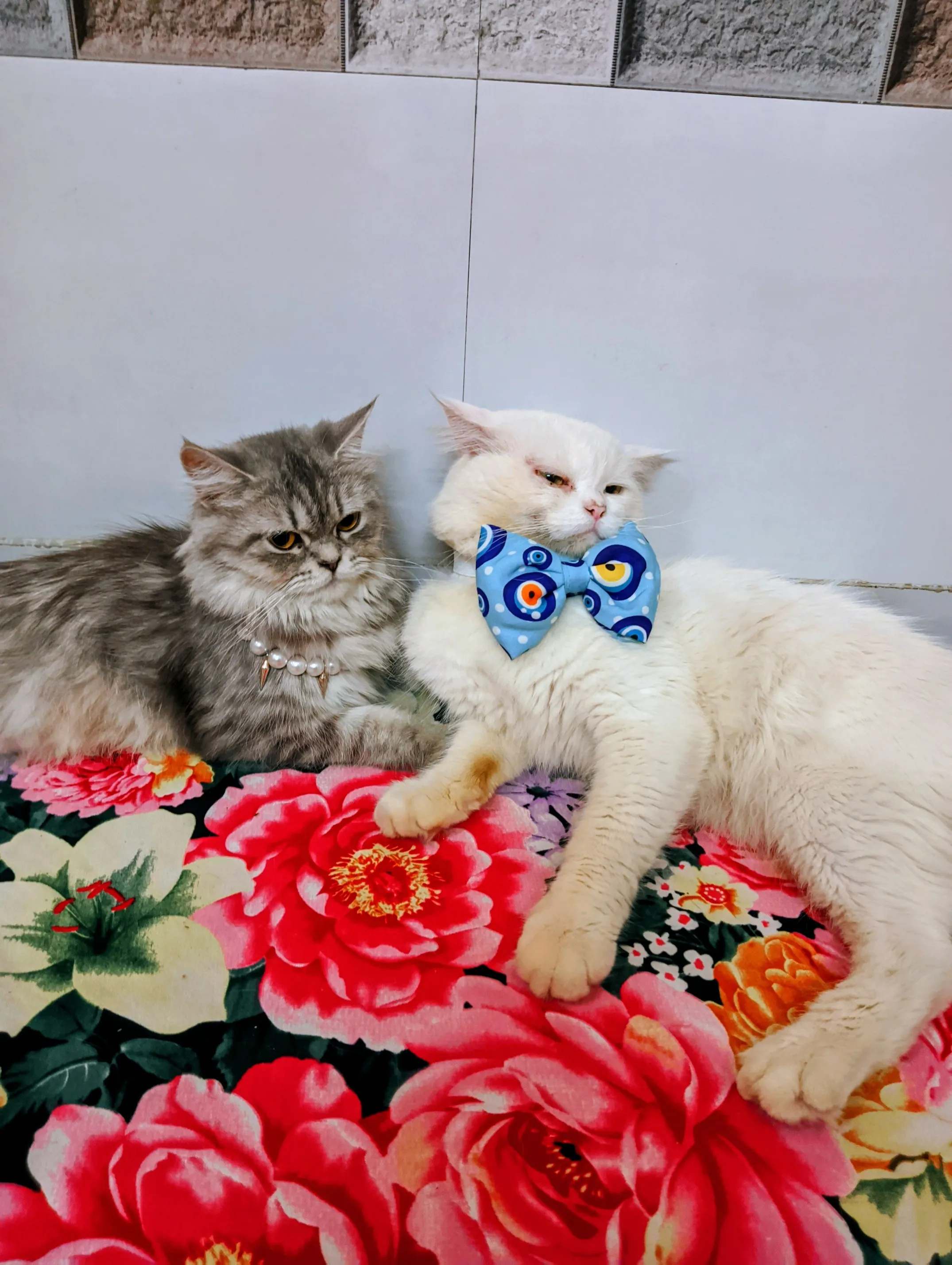 𝐁 & 𝐁 - The Naughty Cats