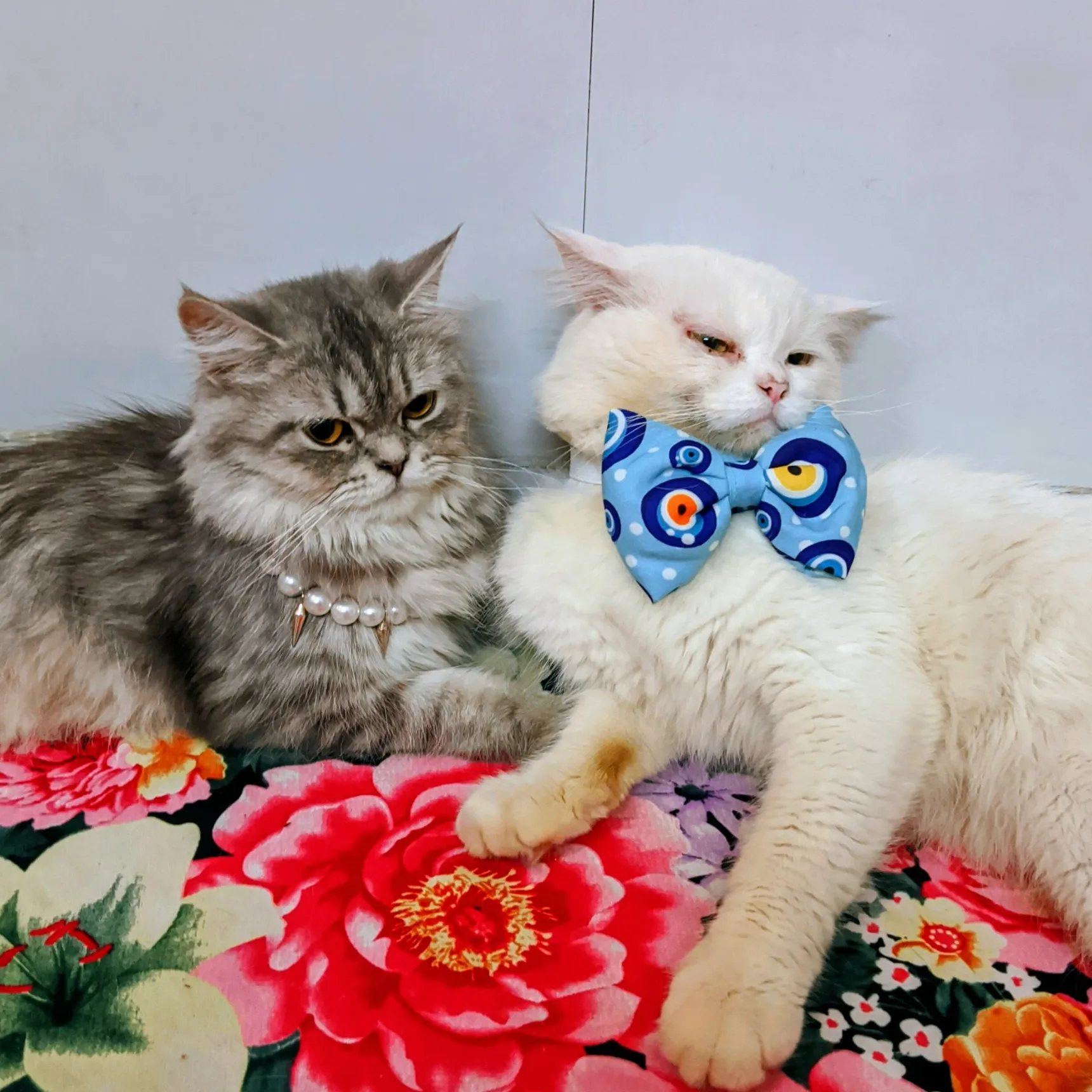 𝐁 & 𝐁 - The Naughty Cats