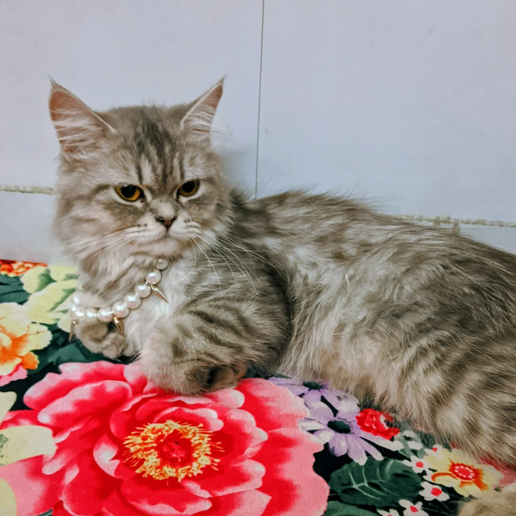 𝐁 & 𝐁 - The Naughty Cats