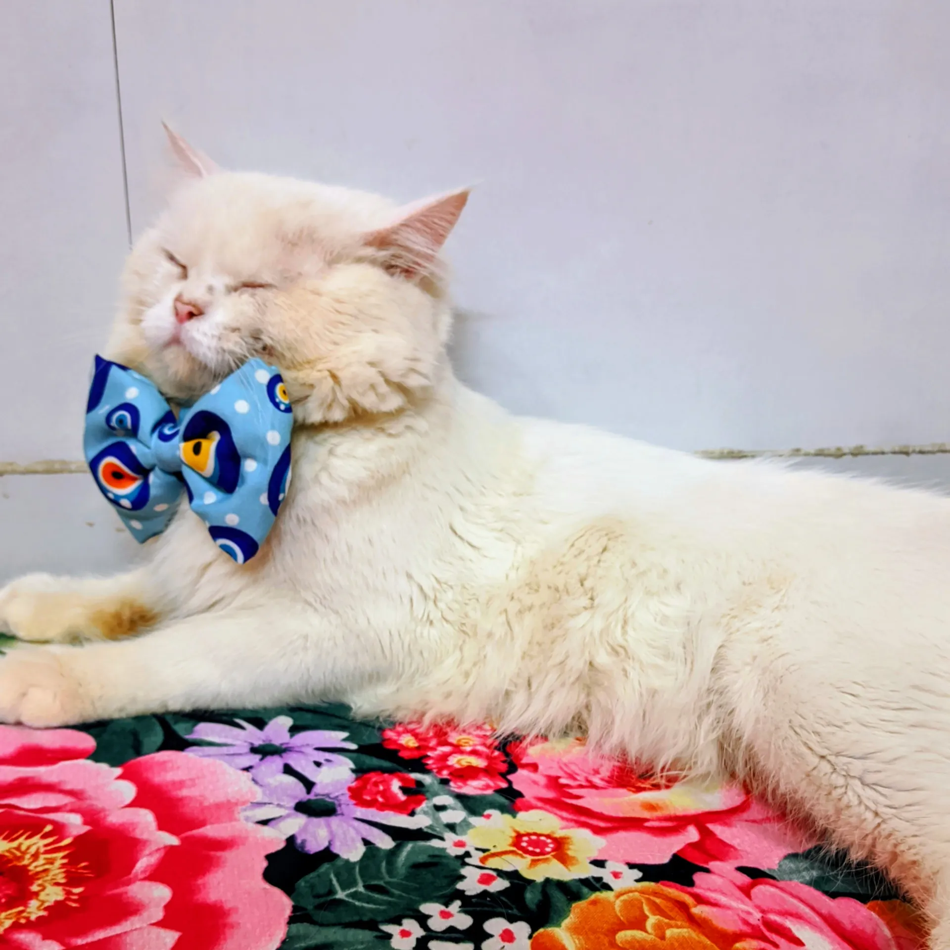 𝐁 & 𝐁 - The Naughty Cats