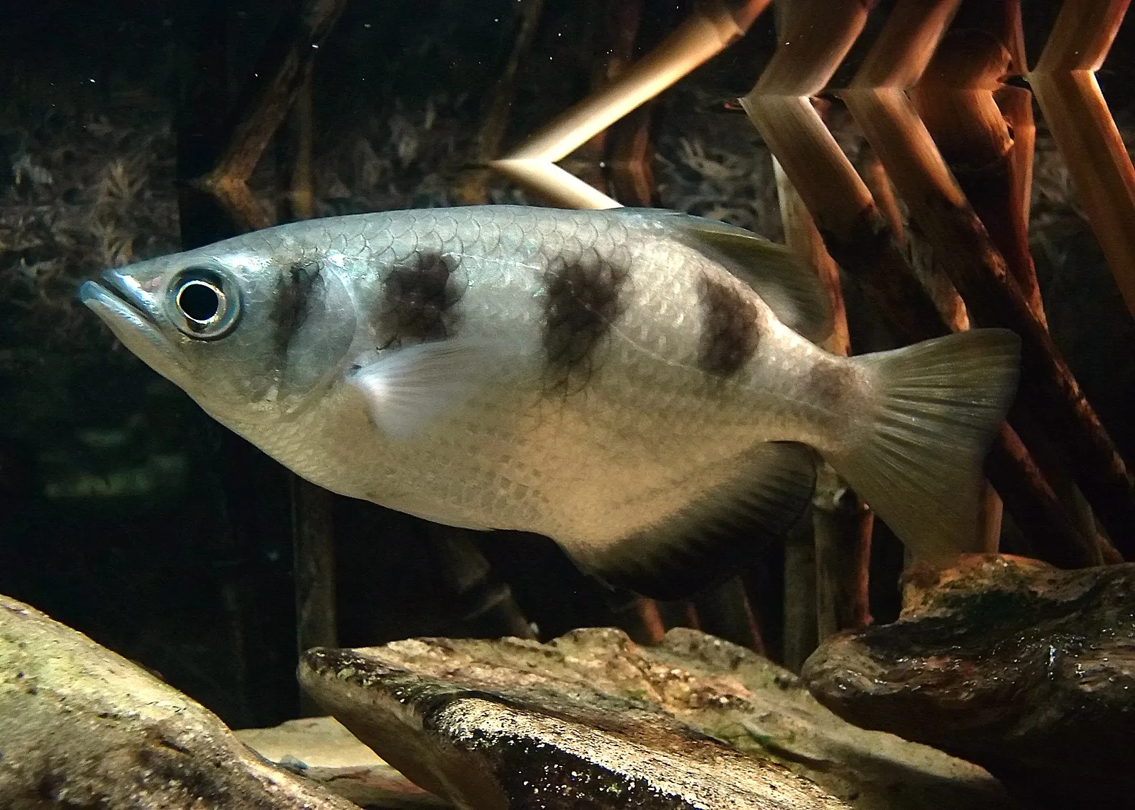 Silver archer fish with dark spots swimming near rocks in an aquarium