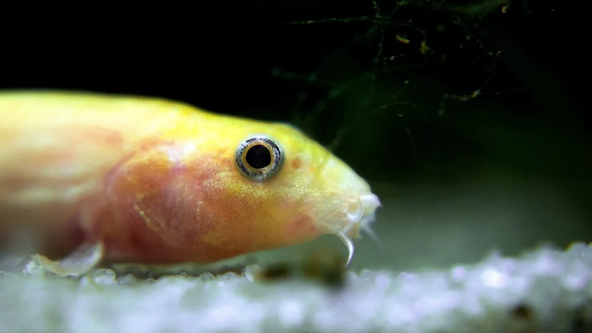 Weather Loach