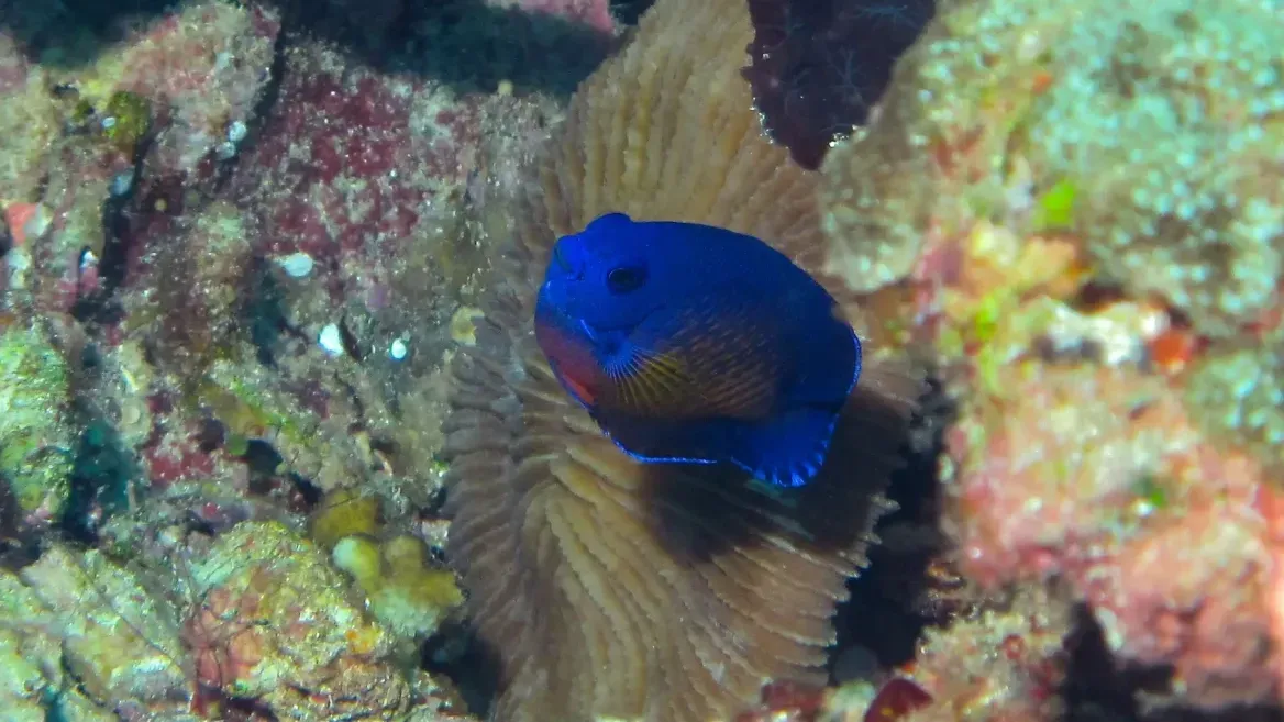 Small blue angelfish swims near coral in a dimly lit reef environment