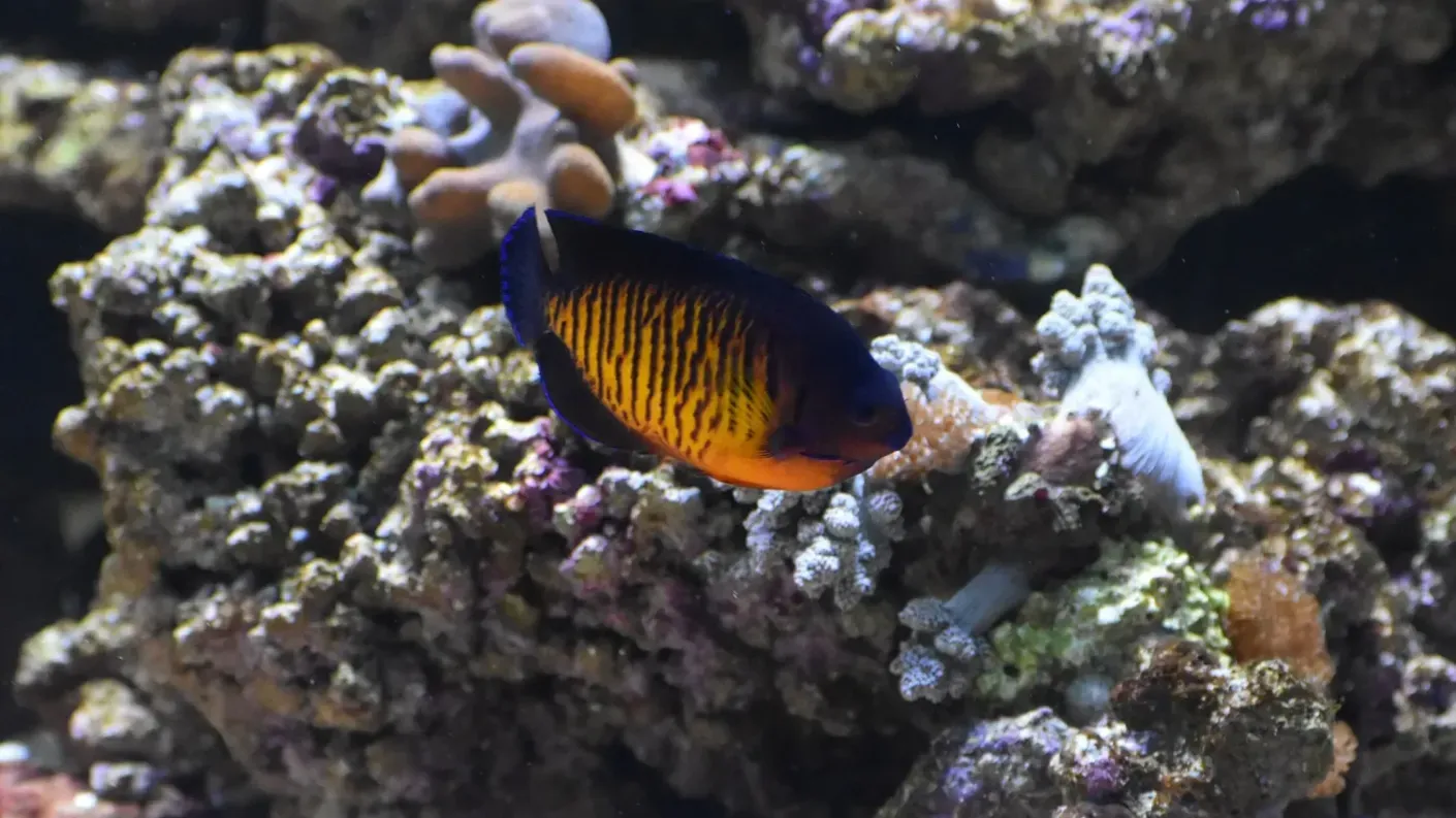 Coral beauty angelfish swims among coral and rocks in an aquarium