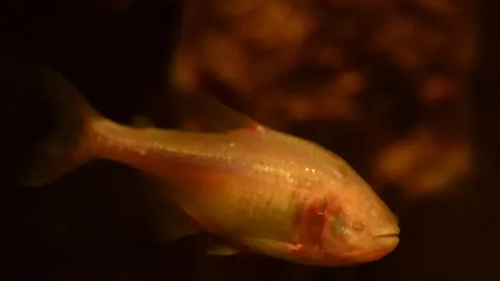 Pale blind cave fish swims in dark water illuminated by dim light