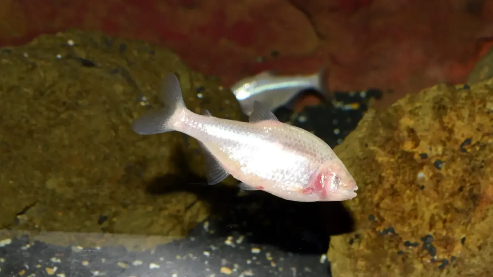 Blind cave tetra fish swims among rocks in an aquarium another fish blurred in the background