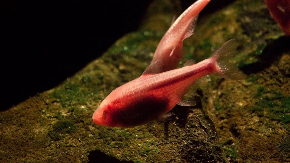 Two red blind cave fish swim over algae covered rocks in dim water