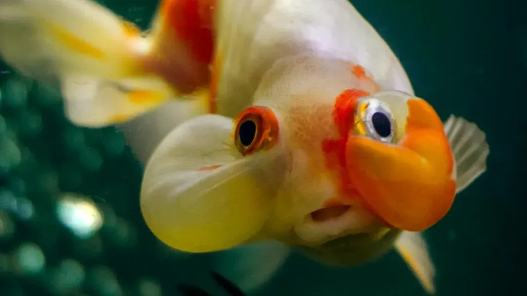 Close up of a white and orange bubble eyes goldfish with prominent fluid filled sacs under its eyes