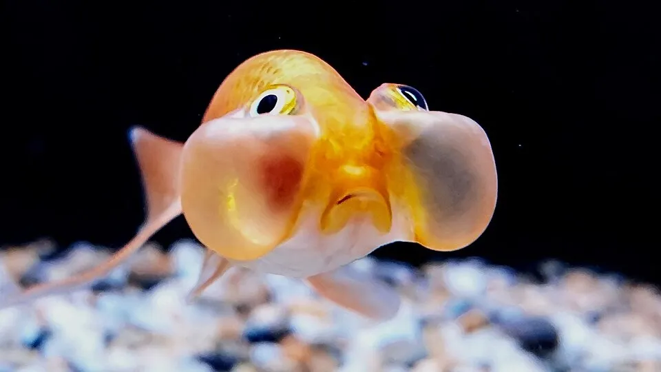 Golden bubble eye goldfish with large fluid filled sacs swims over light colored gravel