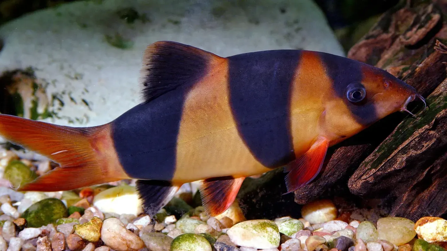 Close up of a clown loach with orange and black stripes swimming over aquarium gravel