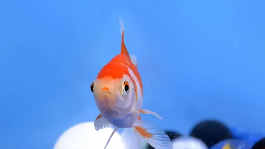 Front view of orange and white comet goldfish swimming in blue water with colorful gravel