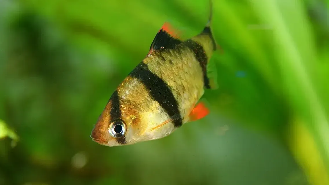 Tiger barb fish with black stripes and orange fins swims against a blurred green background