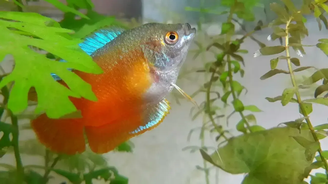 Orange honey gourami fish with blue accents swims among green aquatic plants in an aquarium