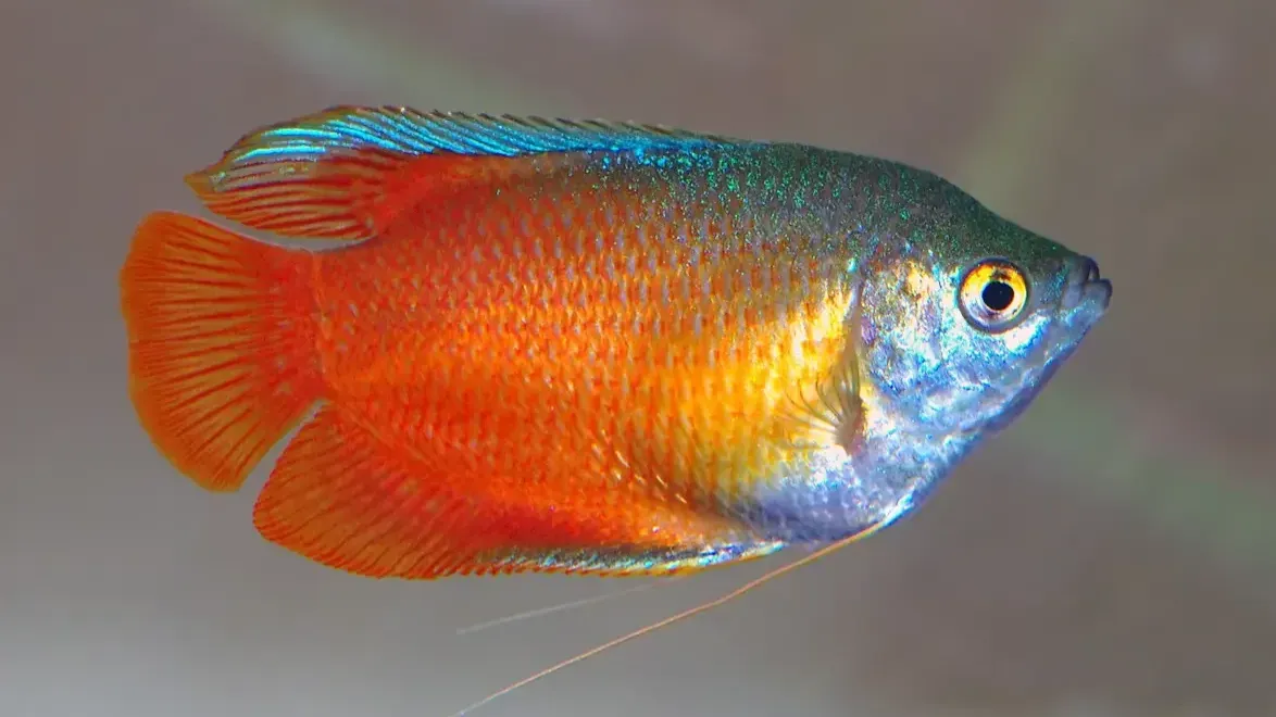 Dwarf gourami fish orange body fading to blue swims against a light background