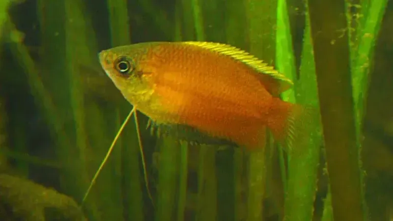 Golden honey gourami with long feeler fin swims among green vertical aquarium plants