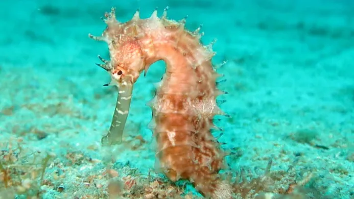 Pale orange seahorse with spines on sandy ocean floor