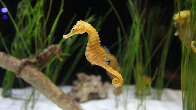 Yellow seahorse with stripes swims in aquarium with plants and white sand