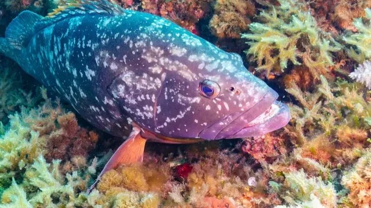 Dusky Grouper fish swimming among colorful coral showing its mottled pattern