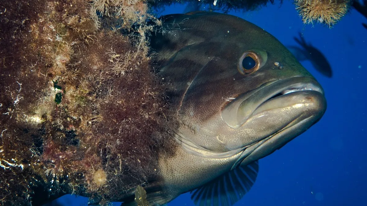 Dusky Grouper head peeks from brown algae