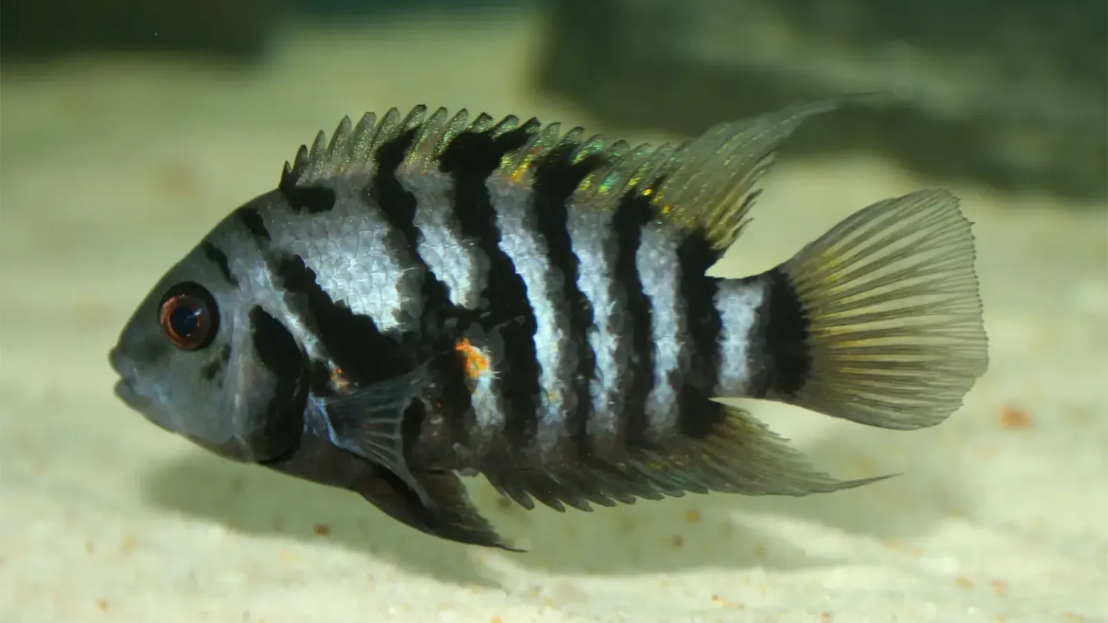 Convict Cichlid fish with black stripes red eye swimming over light sandy substrate in aquarium