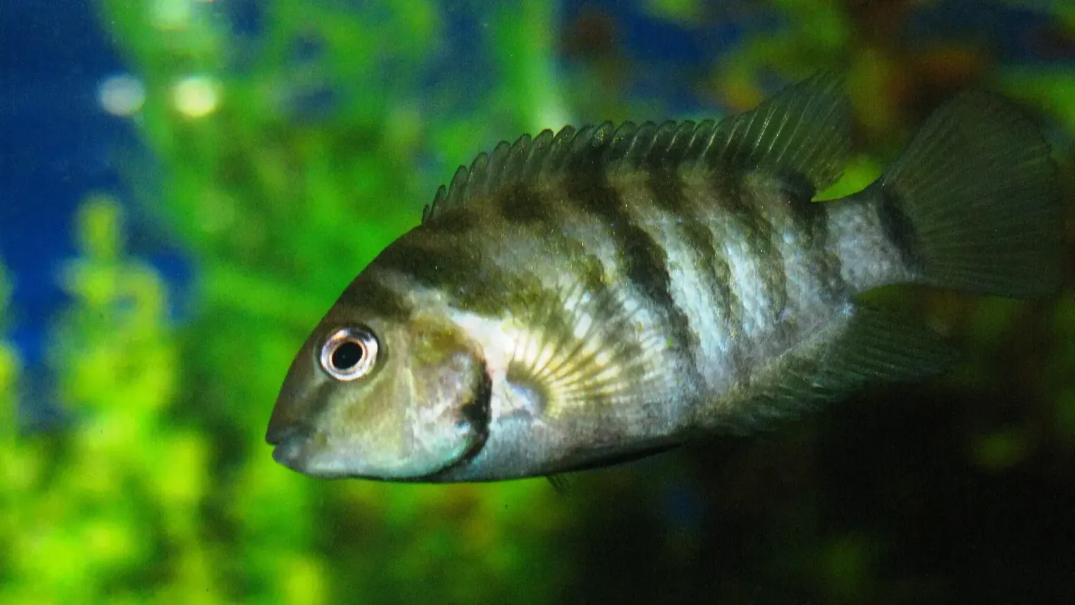 Convict Cichlid with faded stripes swims in aquarium light green and blue background