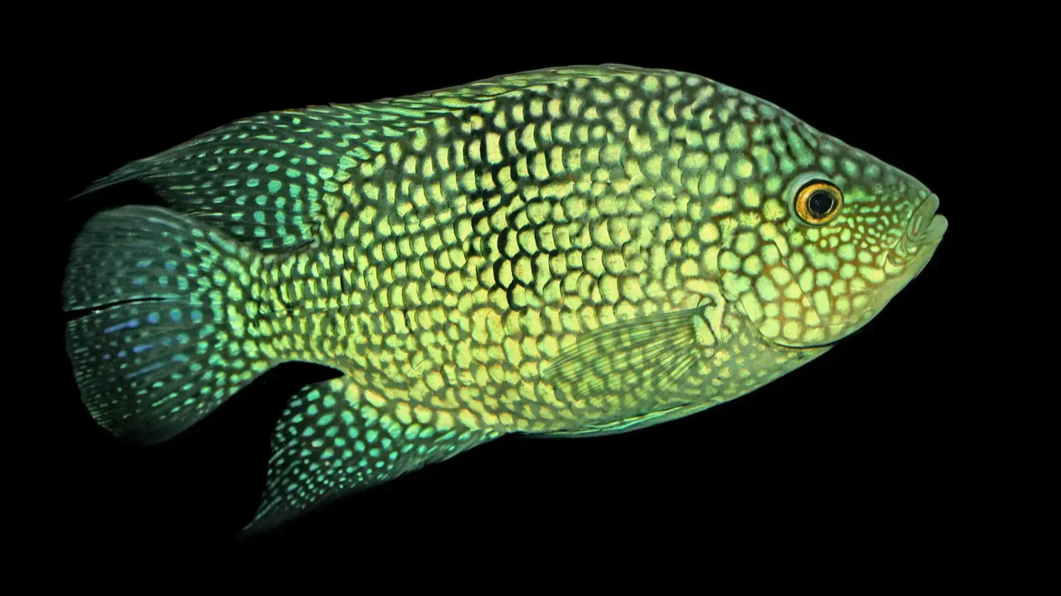 Texas Cichlid fish with green and yellow scales black spots swims