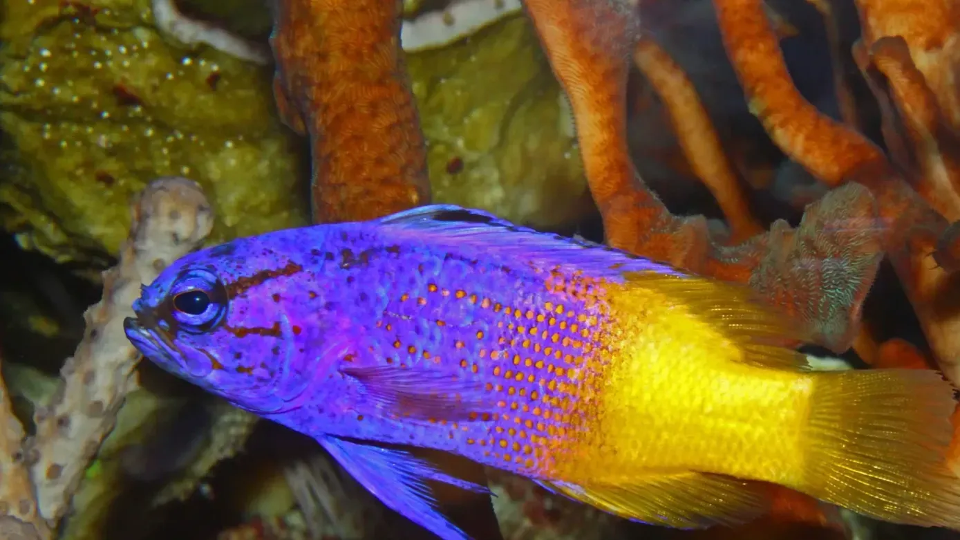 Royal Gramma fish purple body with yellow tail swimming right eye visible coral and rock background