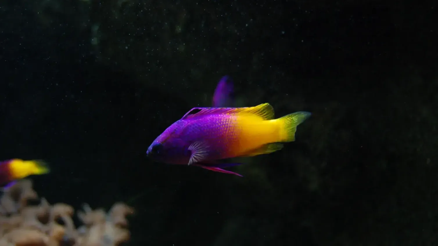 Royal Gramma fish with purple front and yellow tail swims right in dark water coral