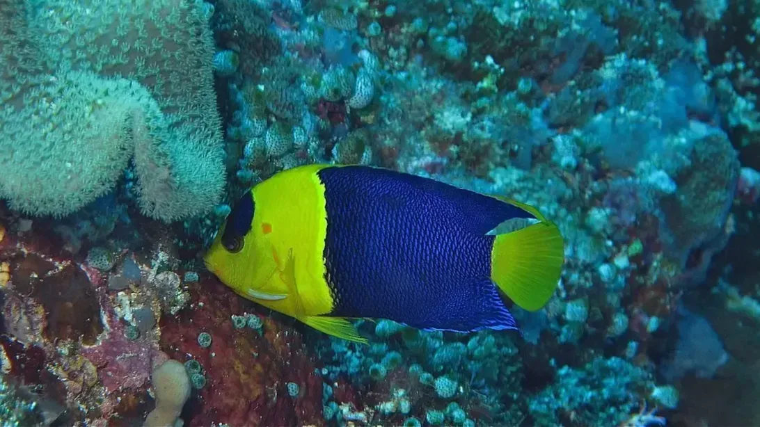 Bicolor Angelfish with yellow head and blue body swims among coral