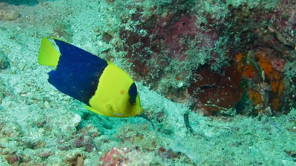 Bicolor Angelfish swims left over sandy seabed near coral showing yellow head and blue body