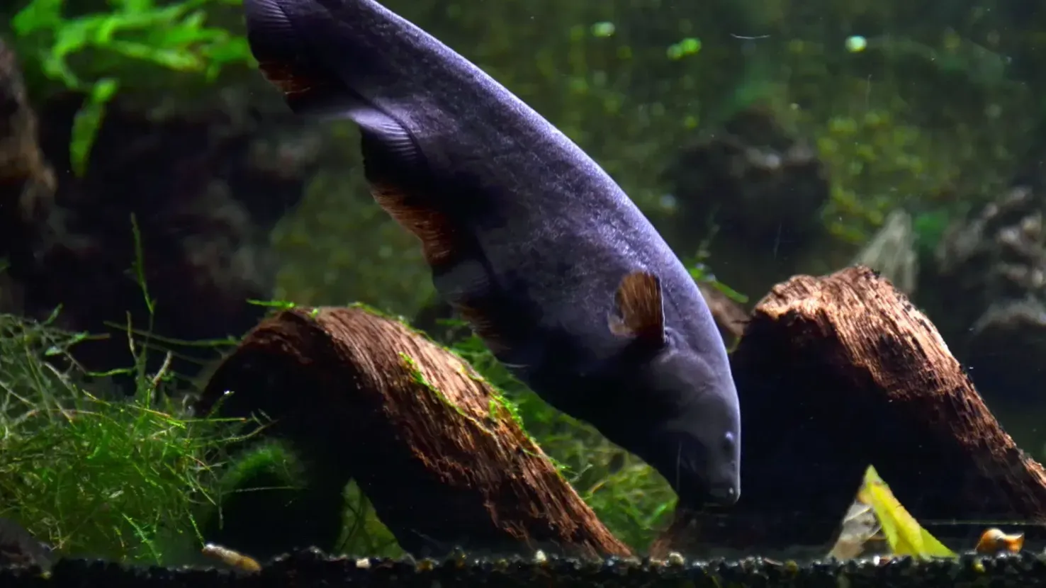 Black Ghost Knifefish swims diagonally in aquarium dark body with white tail band