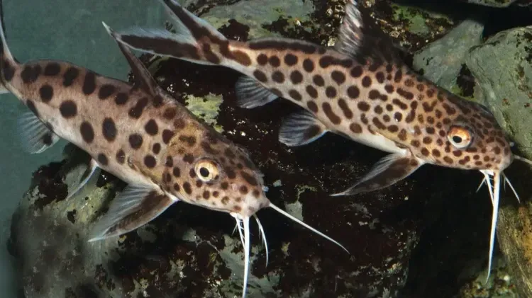 Two Synodontis Catfish with spotted patterns swim among rocks showing long barbels