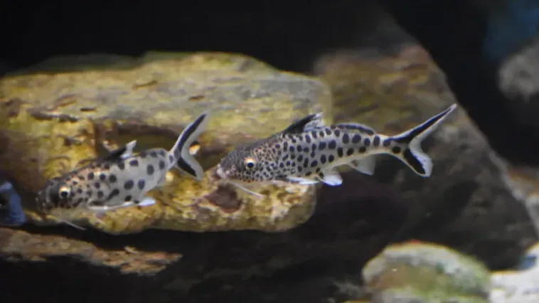 Two Synodontis Catfish with spotted patterns swim in an aquarium one