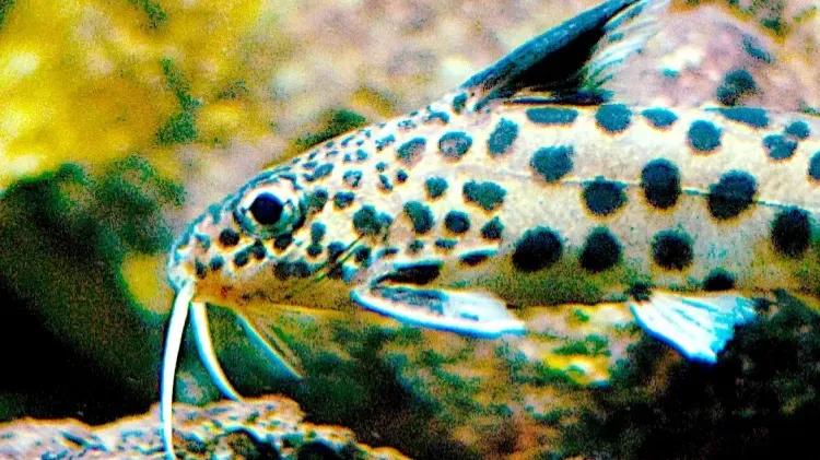 Close up of Synodontis Catfish head