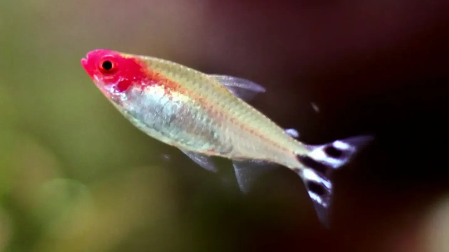 Rummy nose Tetra fish swims right bright red nose and black and white tail