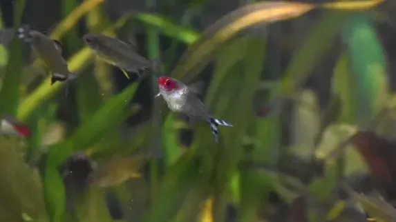 Rummy nose Tetra fish swims among other fish and plants in an aquarium