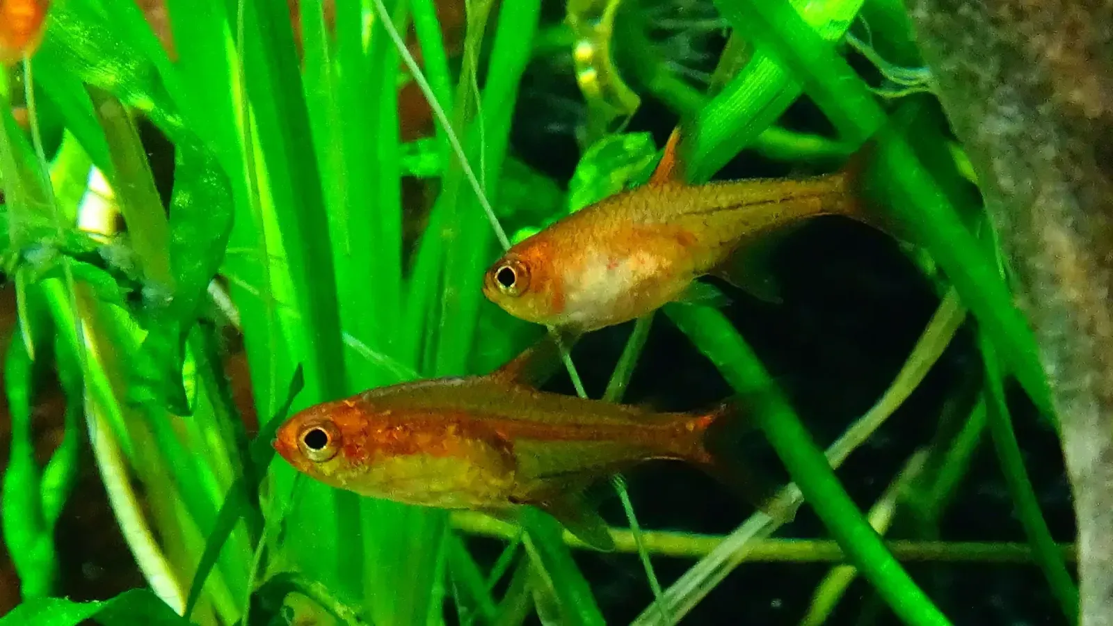 Two Ember Tetra fish orange bodies swim among bright green plants in an aquarium