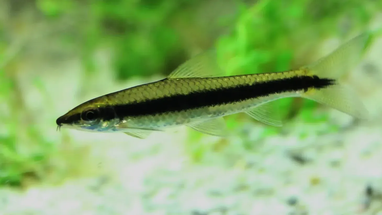 Silver fish with black stripe swimming in aquarium