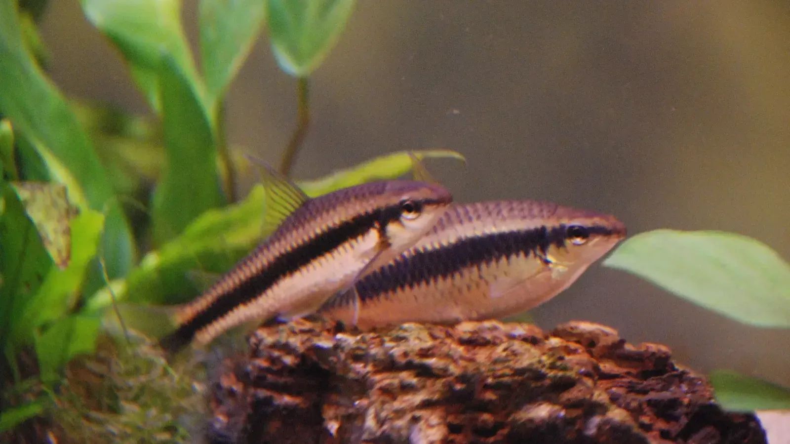 Two Siamese Algae Eaters resting on a rock in an aquarium with green plants in the background