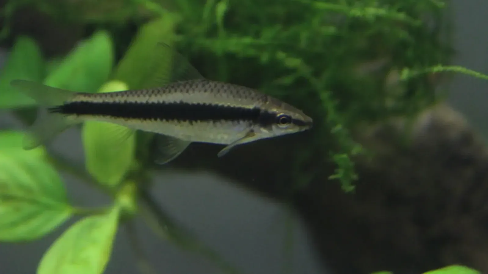 Silver fish with a black stripe swims right in an aquarium with green plants on a blurred background