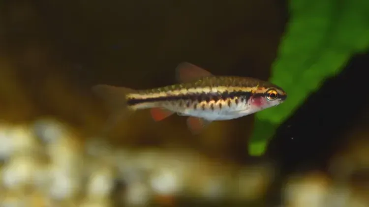 Small fish with red fins and black stripes swims in aquarium with blurred gravel and green plant