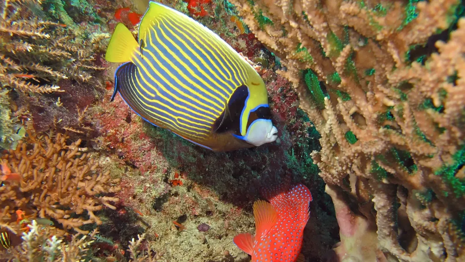 Yellow and blue striped fish swims among colorful coral
