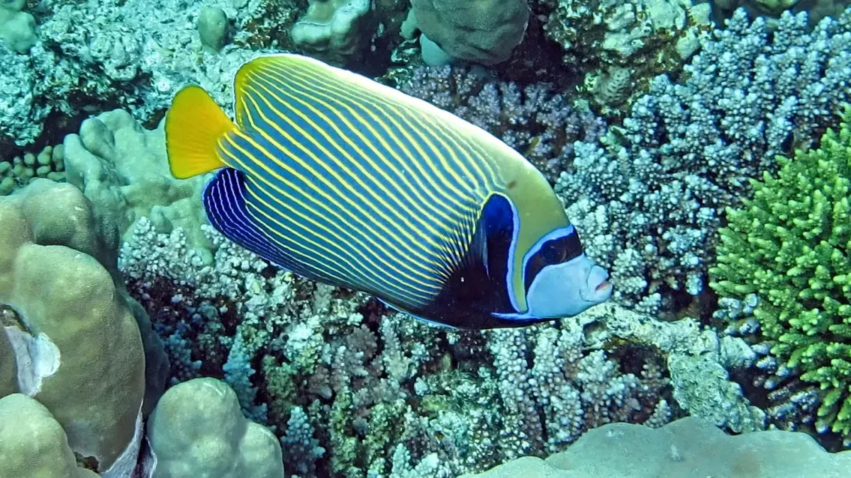 Blue and yellow striped fish swims above coral