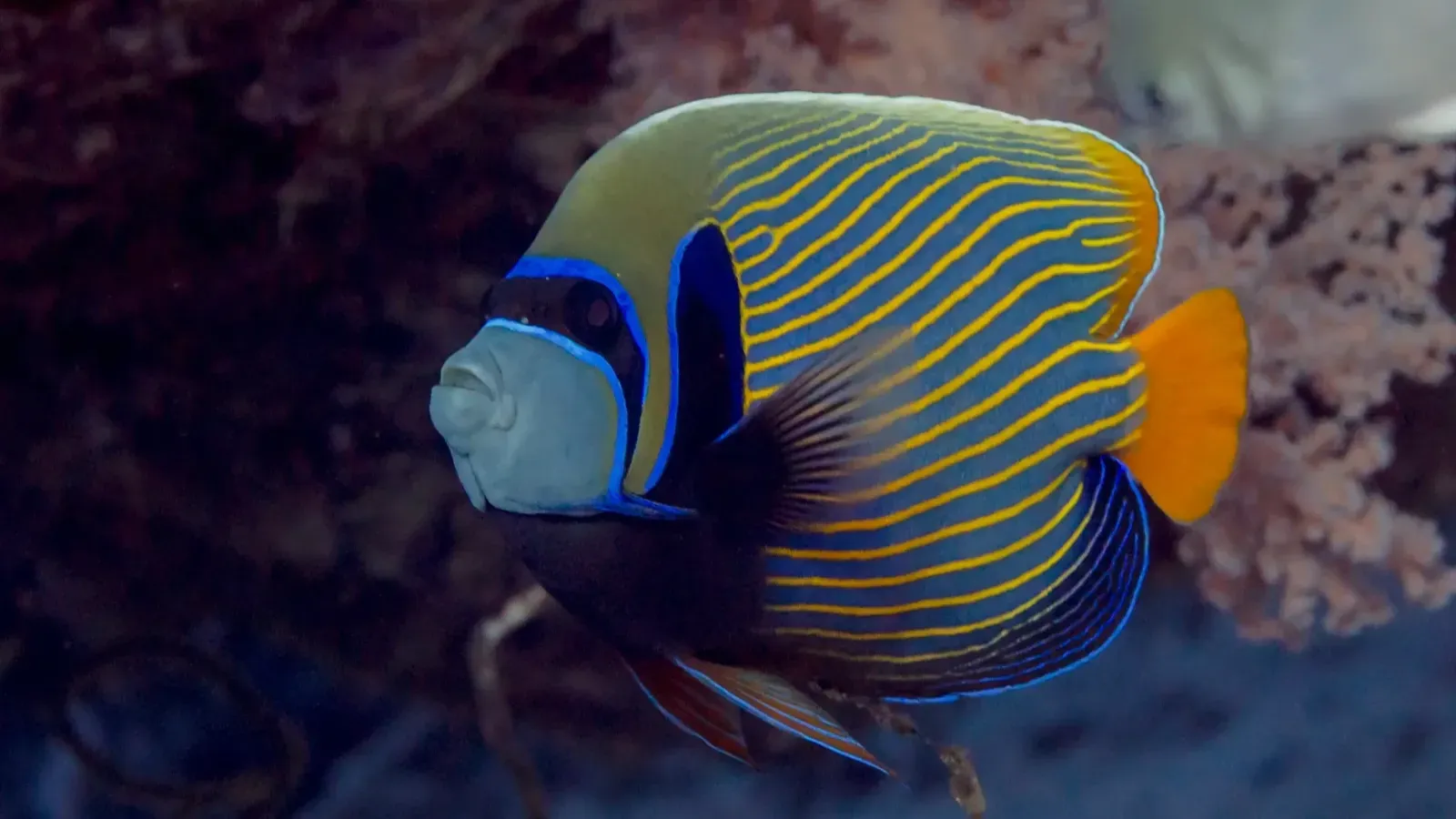 Blue and yellow striped fish with a white face and orange tail swims near dark coral
