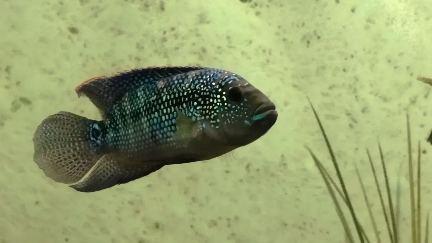Dark fish with blue speckles swims in a murky aquarium A plant is visible on the right