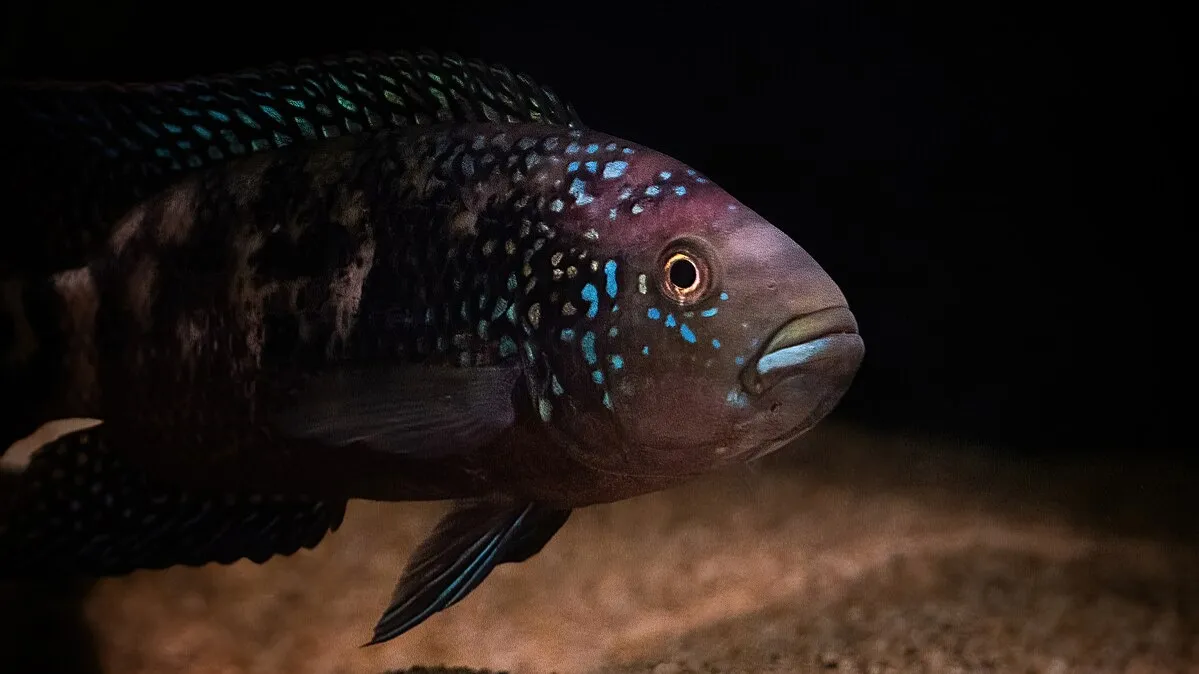 Close up of dark fish with blue speckles against a dark background showing its eye and mouth