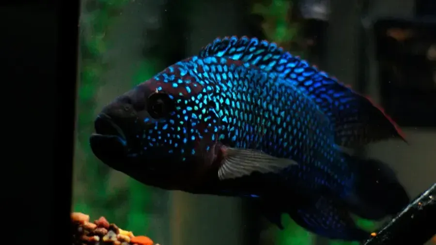 Dark blue fish with bright blue speckles swims in aquarium with gravel and plants visible