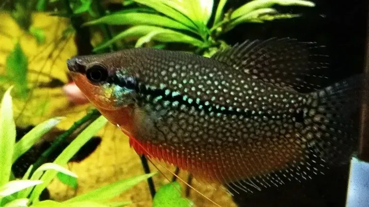 Brown fish with white spots swims right in aquarium