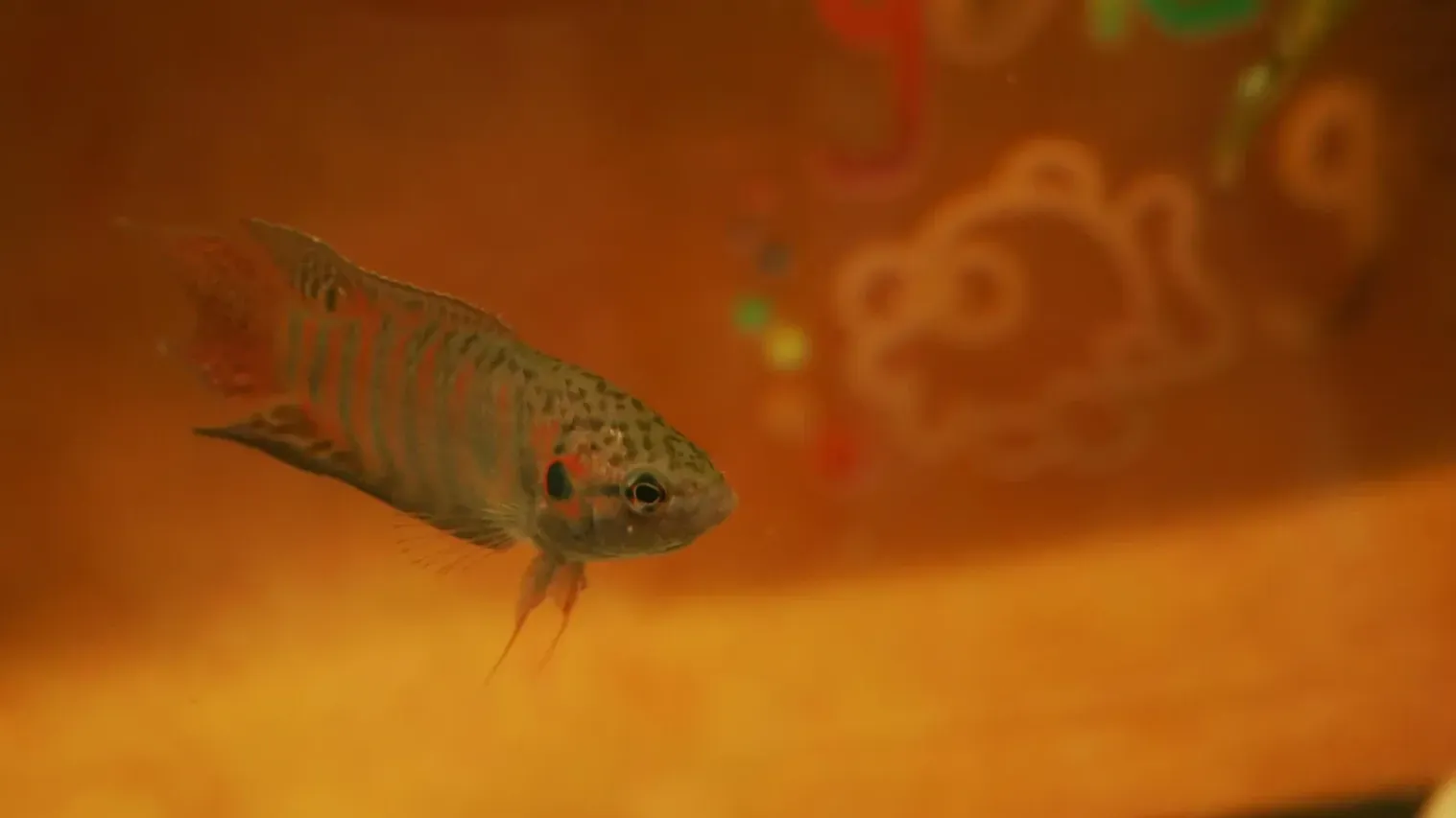 Gray striped fish with red fins swims right in a blurry orange aquarium